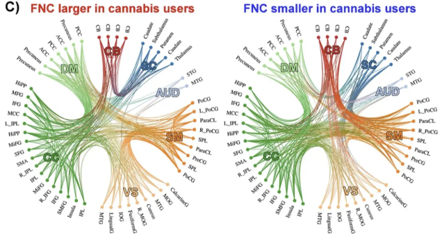 Circular plots show the FNCs (functional network connectivity) that are significantly larger and smaller in the cannabis group, respectively.
