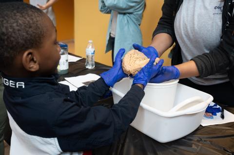 A young investigator holds a human brain. (Credit: Joya Chapman)