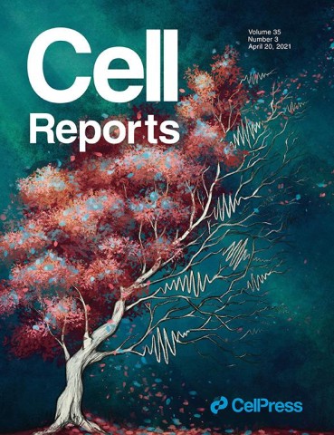 The cover image on this month's edition of Cell Reports is an artistic representation of neural activity during behavior in health (left) and Alzheimer's disease (right), with sharp wave ripples (which are associated with replay) as branches. The research results link synaptic deficits in Alzheimer's disease to dysfunction of neural activity essential for memory. Artist Annie Stewart designed this.