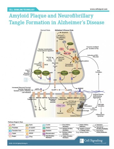 https://neuro.gatech.edu/sites/default/files/Hg_News/Cell_Alz_diagram_copy_0.jpg https://neuro.gatech.edu/sites/default/files/Hg_News/Cell_Alz_diagram_copy_0.jpg