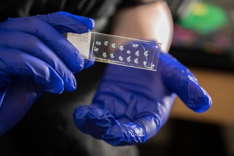 These mouse hindpaw sections allow Georgia Tech researchers to visualize skin nerves. (Photo Credit: Christopher Moore, Georgia Tech) 