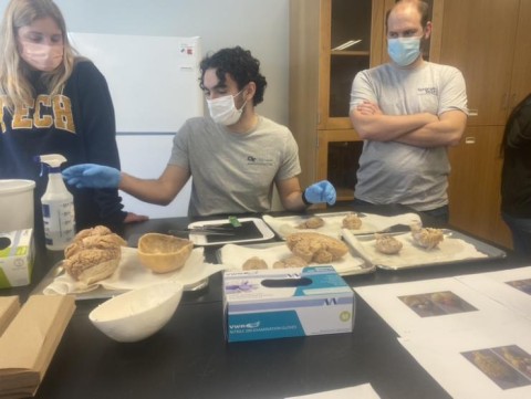 Rommi working as a teaching assistant (TA) in an anatomy course.