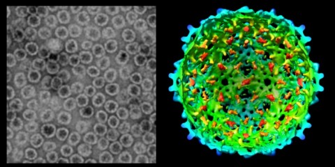 https://neuro.gatech.edu/sites/default/files/Hg_News/gaimmunoengineering2_0.jpg