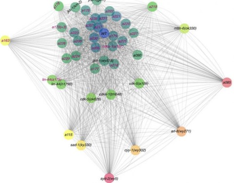 Alleles and phenotypical distances Hang Lu