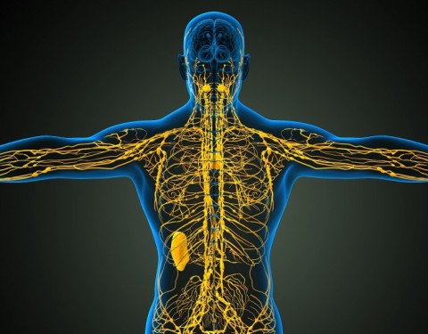 https://neuro.gatech.edu/sites/default/files/Hg_News/lymphatic.jpg