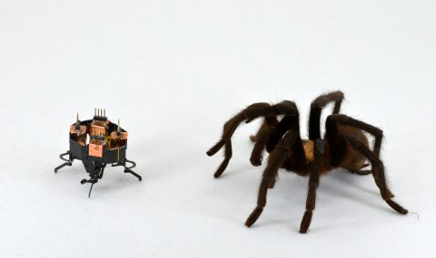 mCLARI_Spider.jpg