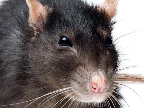 https://neuro.gatech.edu/sites/default/files/Hg_News/rat-whiskers_0.jpg