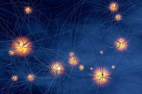 Emory-led Consortium Explores Brain and Behavior Across the Tree of Life