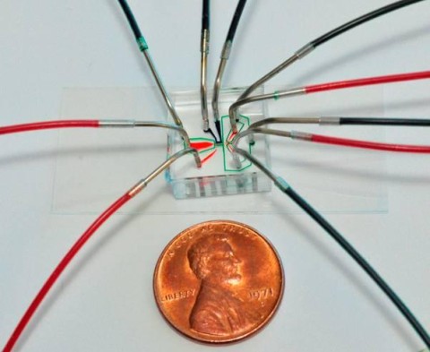 C. elegans sorting chip size