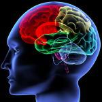 https://neuro.gatech.edu/sites/default/files/Hg_News/brain_neuroscience_graphic.png