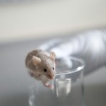  Mice have complex visual systems that can clarify how vision works in people. Westend61/Getty Images