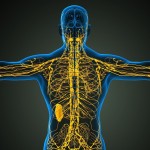 https://neuro.gatech.edu/sites/default/files/Hg_News/lymphatic.jpg