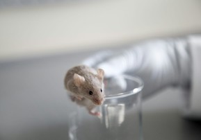  Mice have complex visual systems that can clarify how vision works in people. Westend61/Getty Images